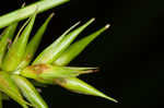 Northern long sedge